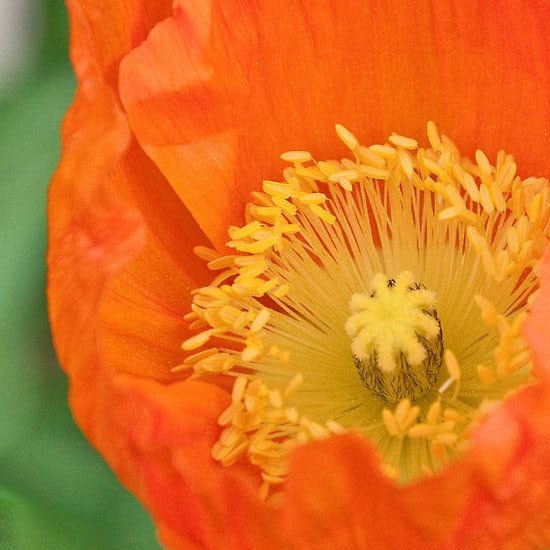 200 Orange California Poppy Seeds: Showy Cut Flowers - Etsy
