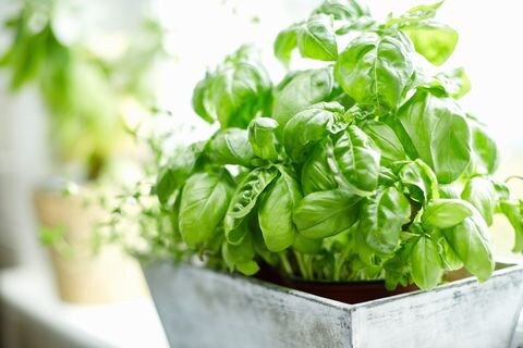 200 Basil Seeds, Heirloom, Organic, Non Gmo, Herb Garden, Patio Garden, Gardening, Indoor, Outdoor by Seedstocherish