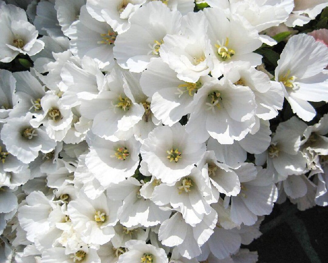 200 Godetia White Flower Seeds, Beautiful Cut Flowers Etsy
