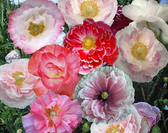 500 Shirley Poppy double mix Flower Seeds | Double Petals Perennial