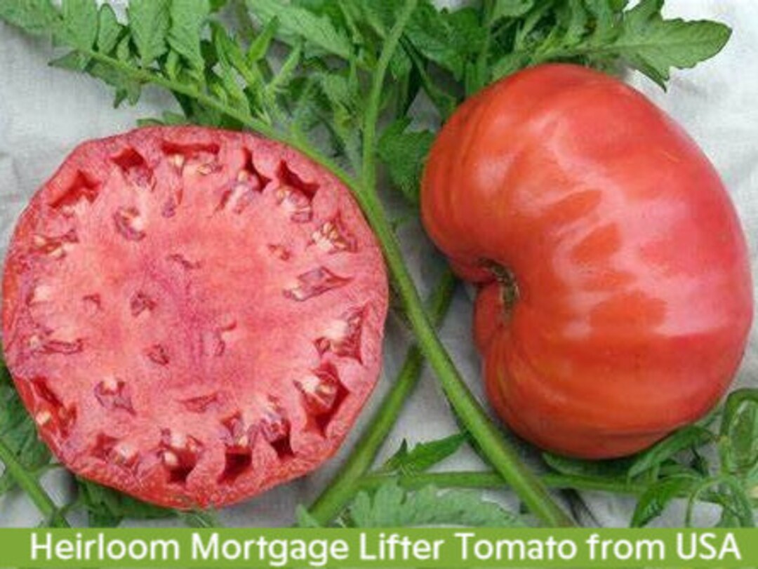 30 Heirloom Mortgage Lifter, Tomato Seeds, Non Gmo, Organic, Old