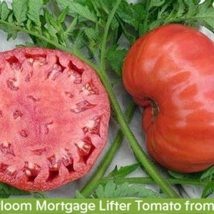30 Mortgage Lifter Tomato Seeds, Heirloom Non Gmo, Organic, Old Fashioned Taste, Prolific Beefsteak