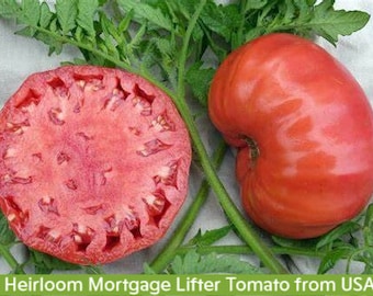 30 Heirloom Mortgage Lifter, Tomato Seeds, Non Gmo, Organic, Old Fashioned Taste, Prolific Beefsteak