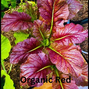 100 Red Mustard Giant Seeds, Tender greens, Organic, Non Gmo