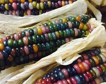 Glass Gem Corn Seeds, Indian Corn, Heirloom, NON GMO,  Organic, Bulk Available