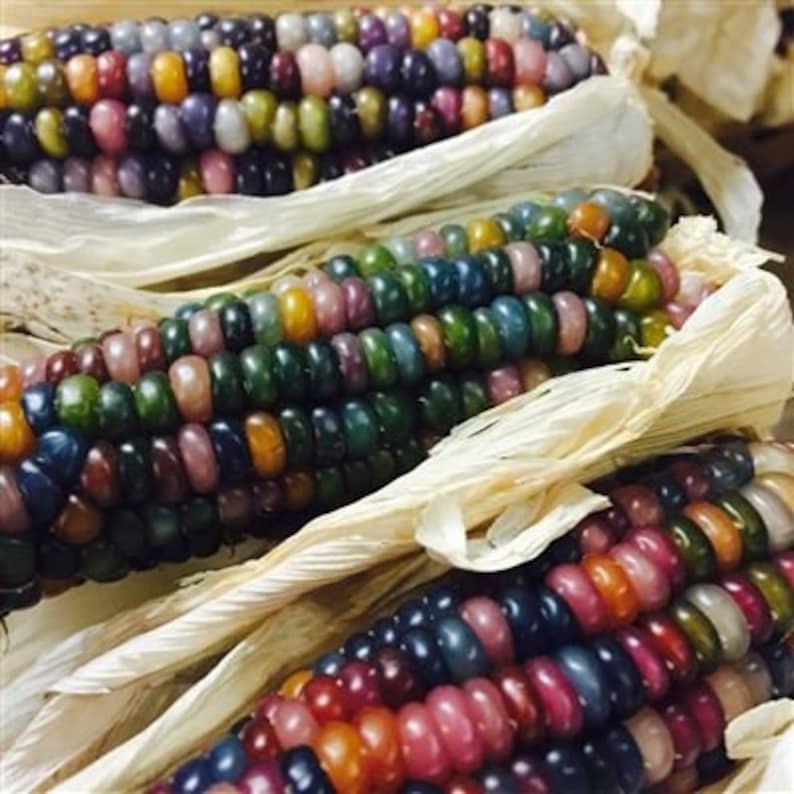 Glass Gem Corn Seeds Heirloom NON GMO indian Corn Rare Etsy