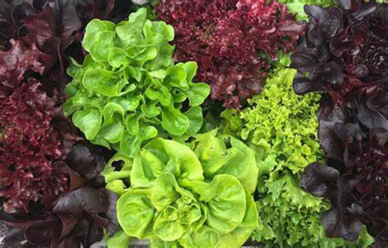 500 Lettuce Seed Mix 8 Varieties Heirloom Organic Non Gmo Etsy
