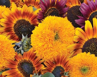 Sunflower Seeds Mix - Heirloom Seeds,  Flower Seeds