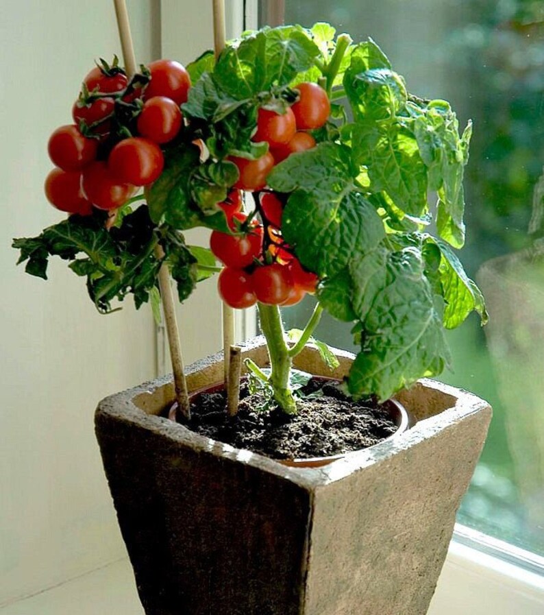 Heirloom Dwarf Tiny Tim Tomato Seeds Organic Container Etsy