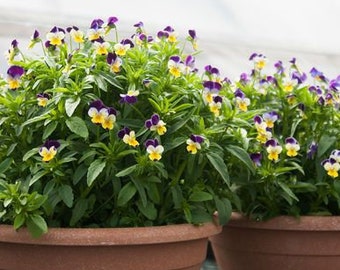 100 Johnny Jump up Pansy Flower Seeds,  Helen Mount, Annual, Wild Pansy