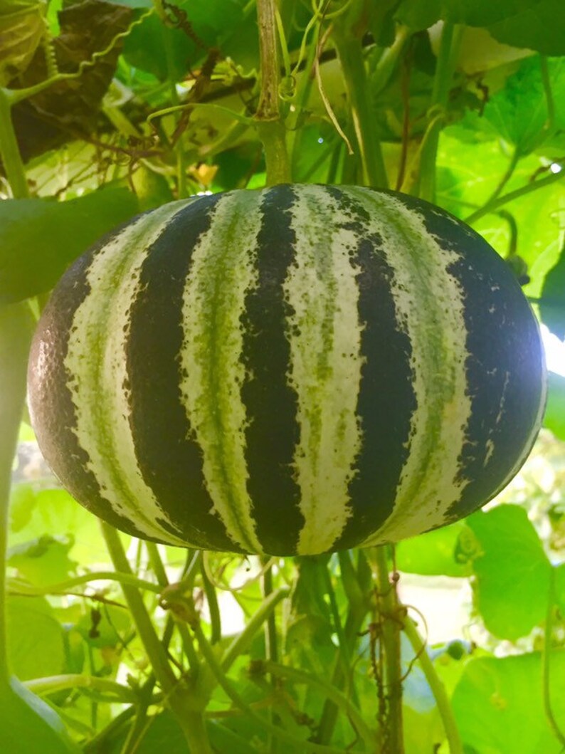 15 Kajari Melon Seeds Rare Heirloom Non Gmo Organic Etsy