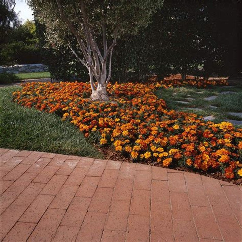 May include: A brick walkway leads to a bed of orange and yellow marigolds planted in front of a large tree with a thick trunk.