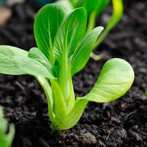 200 Heirloom Bok Choy Seeds, Organic, Non Gmo, USA