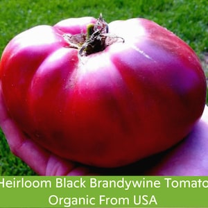 30 Black Brandywine Tomato Seeds, Heirloom, Non Gmo, Good Old Fashioned Flavor