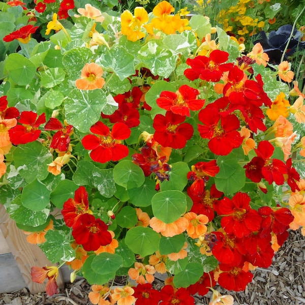 Nasturtium Flower Seeds, Mix, Organic, Non Gmo, Garden Landscape and Ground Cover, Edible Flower