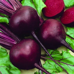 200 Heirloom Dark Red Beet Seeds, Organic, Non Gmo , Beet Juice, 200-1000 Seeds