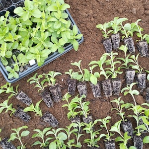 May include: Overhead shot of young green plants in a black tray and individual pots, set on brown soil. The plants have small, oval-shaped leaves and are ready for transplanting. The image showcases a gardening or farming theme.