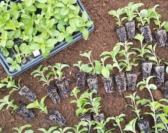 Stevia Seeds | Natural Sweet Herb Plant | Sugar Substitute | Non-GMO Heirloom