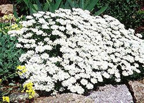 【The Barnnet】Candy Tuft Flower Case Candytuft_sacramento.jpg?v=