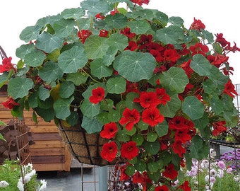 50 Nasturtium Flower Seeds, Scarlet Red, Empress of India, Heirloom, Edible Flowers, Great Bug Deterent, Heirloom