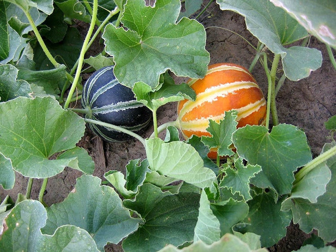 20 Kajari Melon Seeds Rare Heirloom Striped Melon Non Gmo Etsy