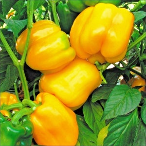 30 Big Yellow Pepper Seeds, Yellow Sunbright, Heirloom, Non Gmo, USA