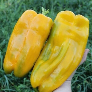 30 Heirloom Sweet Pepper Seeds - Yellow Monster - Sweet - Organic Non Gmo Seed Bulk