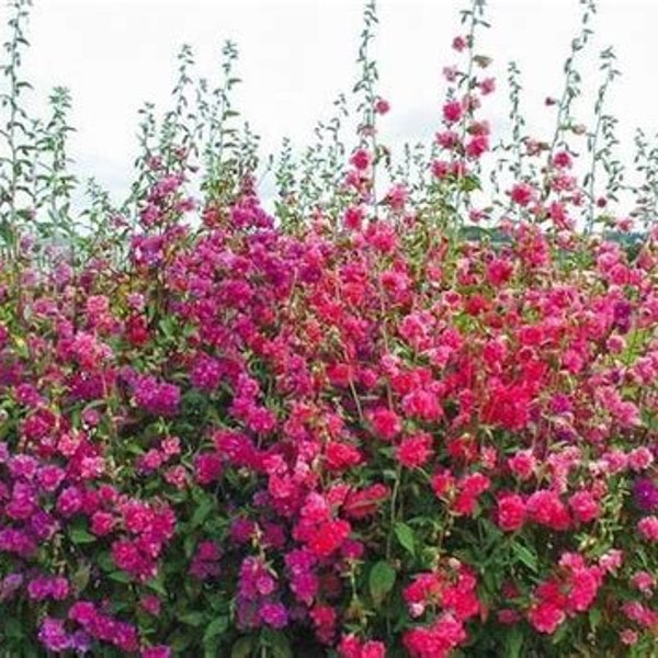 Clarkia Double Bloom Flower Mix Seeds - Rocky Mountain Garland Flower Seeds, Deer Resistant, Seedstocherish