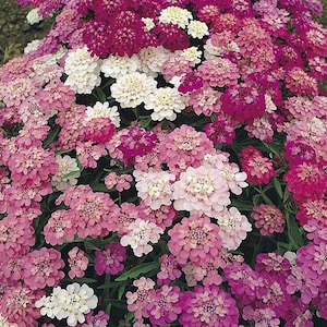 200 Dwarf Candytuft Flower Seeds, Fairy Mix, Ground Cover, Rock Gardens,