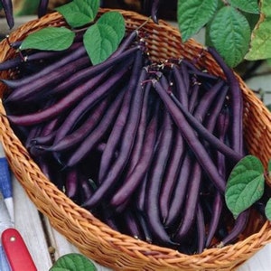 Purple Bean Seeds - Pole Snap Beans - Cherokee Trail of Tears