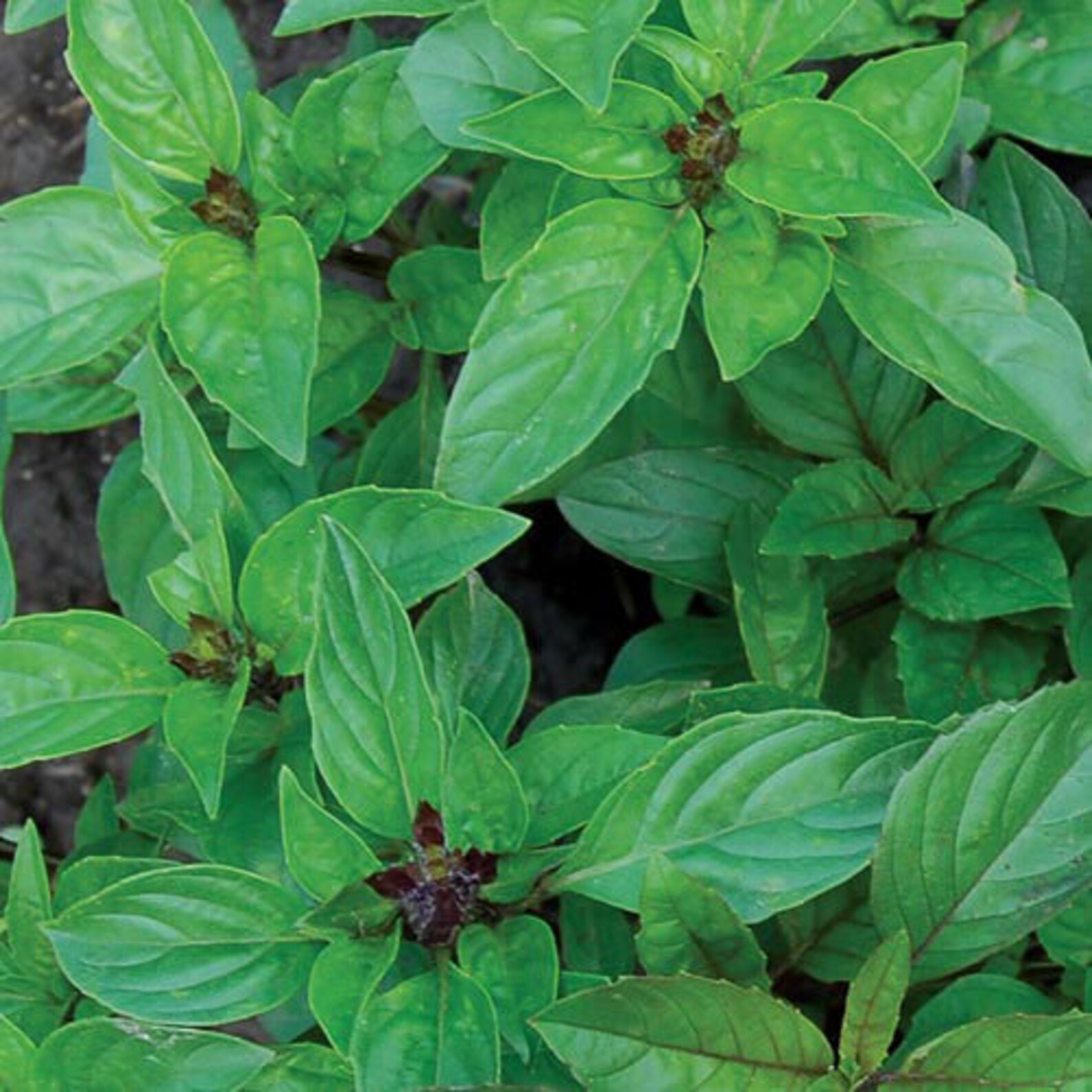 Cinnamon Basil Herb Seeds Cinnamon Tea Heirloom Organic Non Etsy