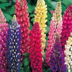 100 Lupine Flower Mix Seeds, Russell, Perennial Zones 3-9