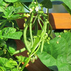 Blue Lake Pole Bean Seeds, Heirloom, Organic, bulk
