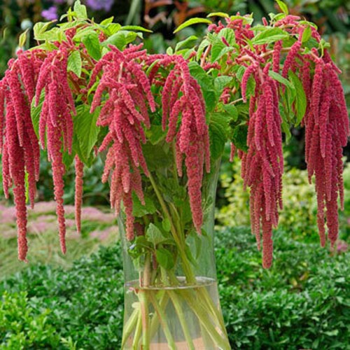 500 Love Lies Bleeding Flower Seeds Amaranthus Tassle Etsy
