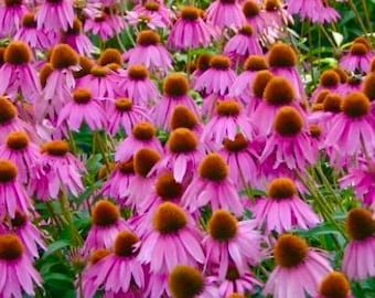 200 Purple Echinacea Flower Seeds, Purple coneflower