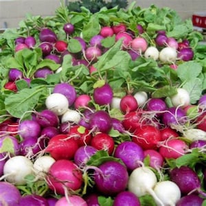 200 Heirloom Radish Rainbow Seeds ,Organic Non GMO