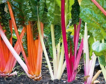 Rainbow Swiss Chard MIx Seeds , Five Color - Heirloom,  Organic, Non Gmo