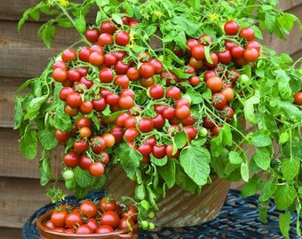 Dwarf Cherry Falls Tomato Seeds, Good For Small Gardens and Containers. Heirloom organic