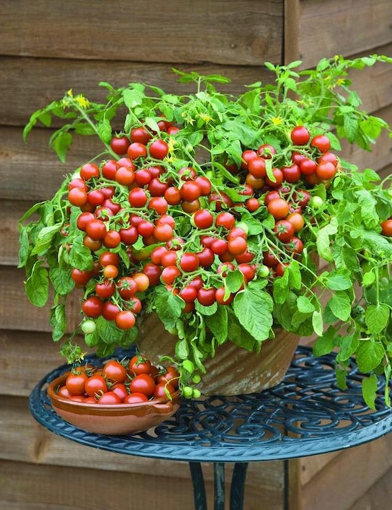 Dwarf Cherry Falls Tomato Seeds, Good for Small Gardens and Containers.  Heirloom Organic - Etsy