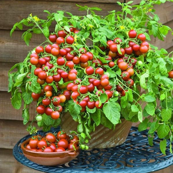 Dwarf Cherry Falls Tomato Seeds, Good For Small Gardens and Containers. Heirloom organic