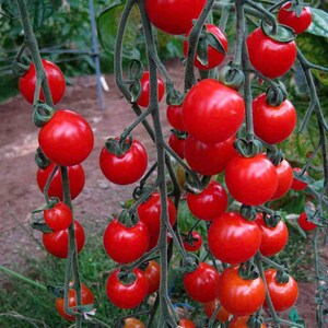 May include: A close-up of a vine of red cherry tomatoes growing in a garden. The tomatoes are ripe and ready to be picked.