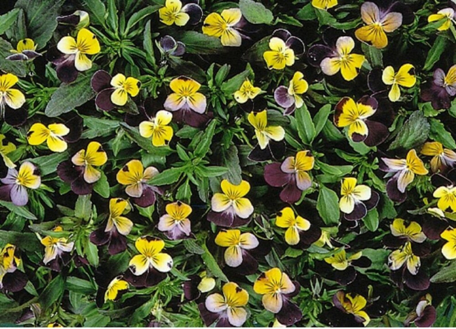 100 Helen Mount Johnny Jump up Flower Seeds Helen Mount Etsy 100 Helen Mount Johnny Jump up Flower Seeds Helen Mount Etsy