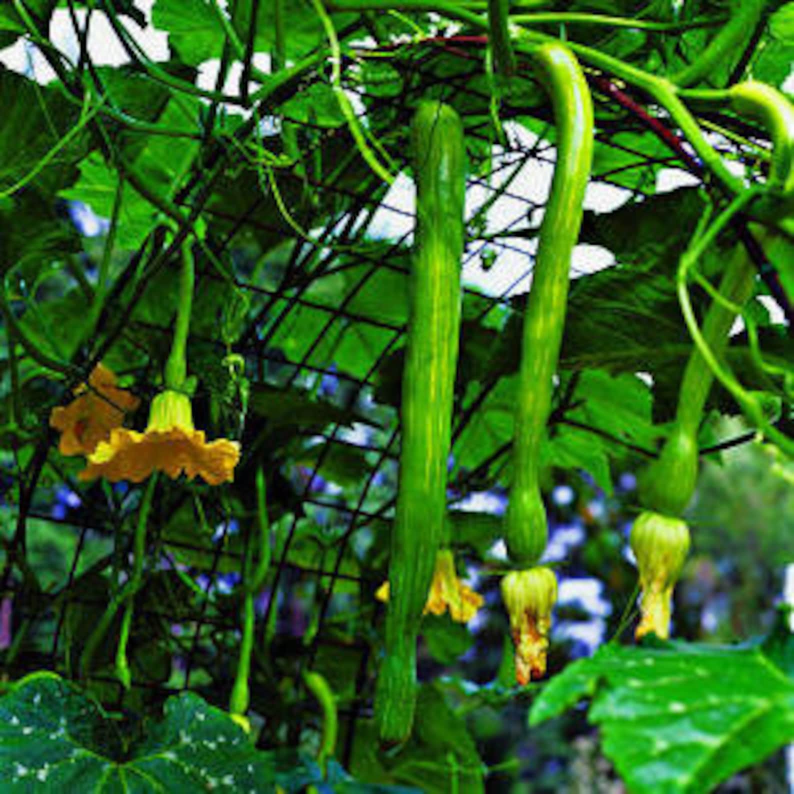 Heirloom Zucchini Vining Squash Seeds Tromboncino Etsy Australia