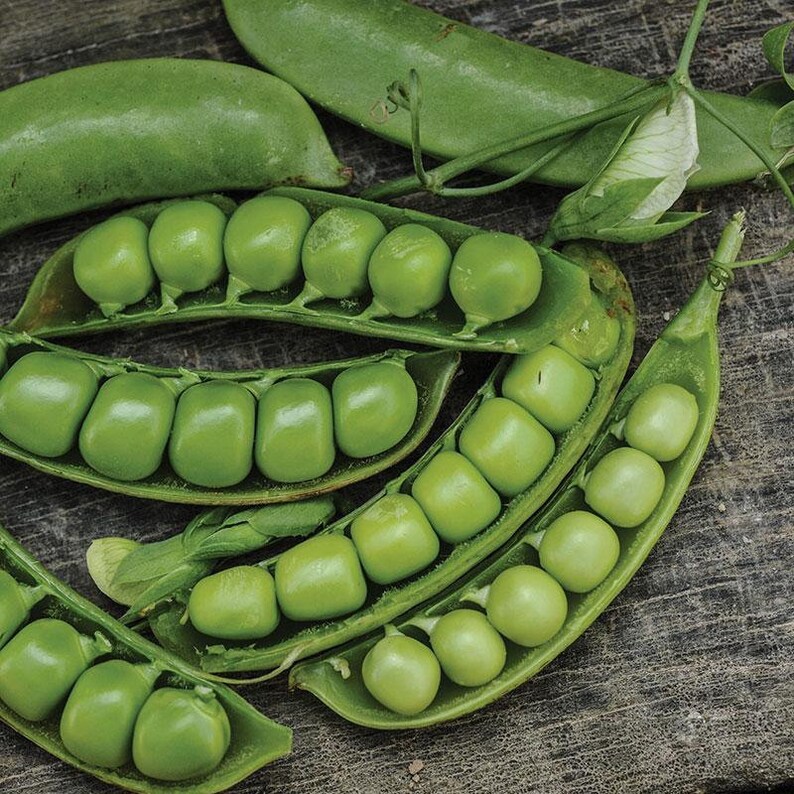 50 Sugar Snap Peas Heirloom Seeds Organic USA Easy to Etsy