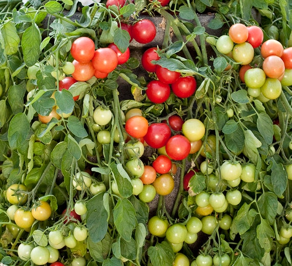 Dwarf Cherry Falls Tomato Seeds, Good for Small Gardens and Containers.  Heirloom Organic - Etsy
