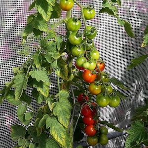 30 Heirloom Tomato Seeds, Chadwick Cherry, Organic, Non Gmo