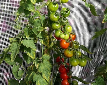 30 Heirloom Tomato Seeds, Chadwick Cherry, Organic, Non Gmo