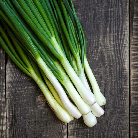 100 Organic Green Onion Seeds | Tokyo Long Bunching Onions | Non Gmo