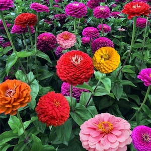 200 Zinnia California Giant, Flower Seed Mix - Long Lasting Cut Flower, Zones 3-10