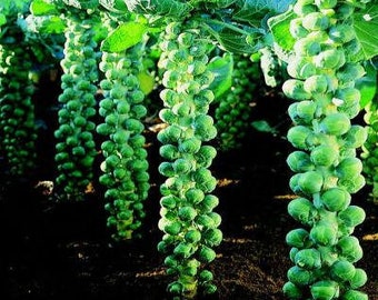 100 Brussels Sprouts Seeds, Long Island, Heirloom, Non Gmo, Organic